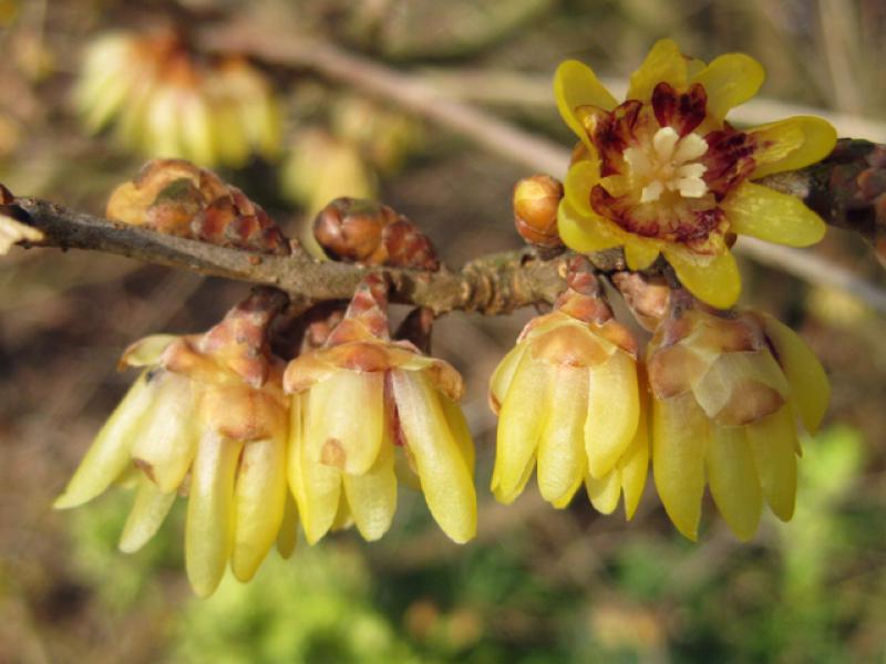 Die Winterblüte - angenehm duftender Frühblüher