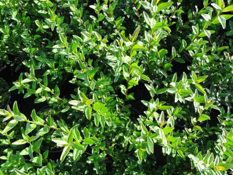 Ligustrum vulgare Liga im Sommerlaub