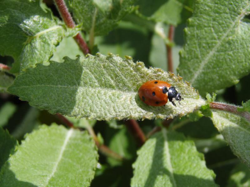 Salix schraderiana