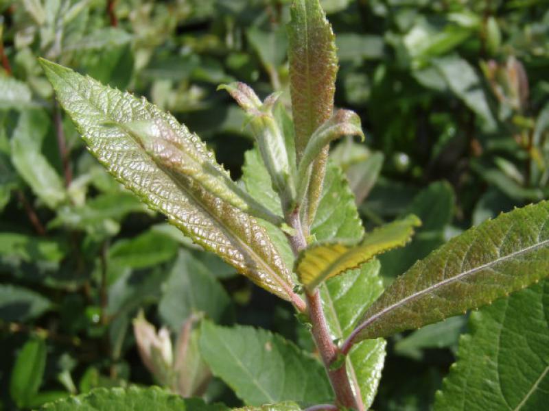 Salix schraderiana