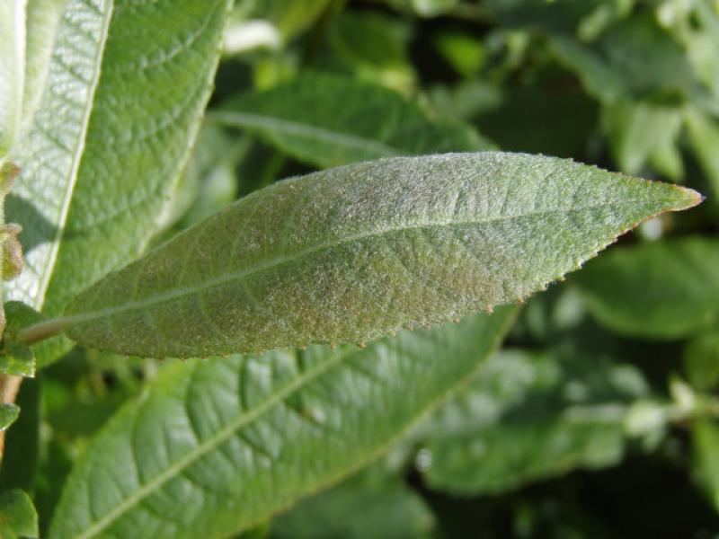 Salix schraderiana