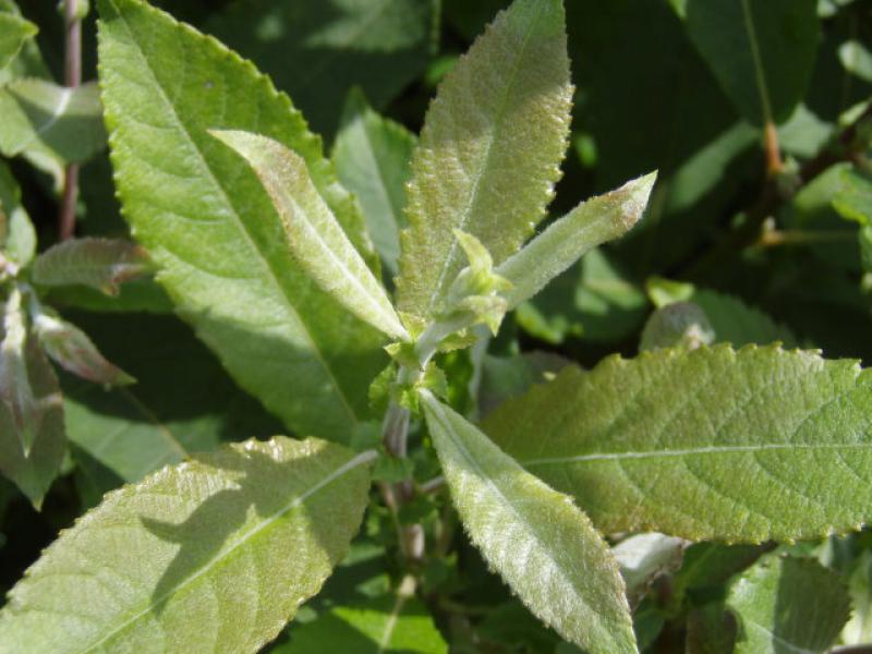 Salix schraderiana
