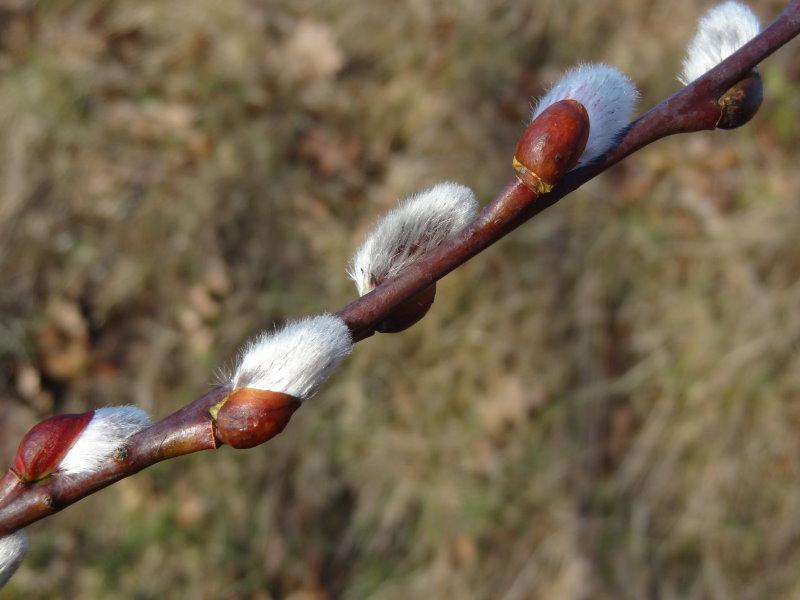 Salix schraderiana