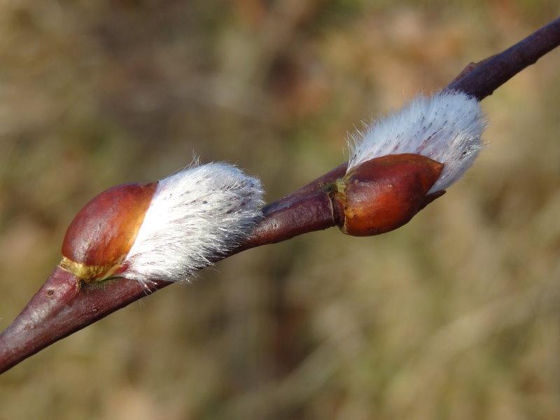 Salix schraderiana