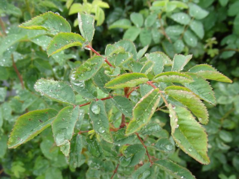 Triebspitze von Rosa pisocarpa