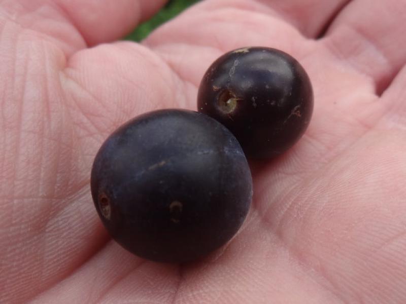 Die schwarzblauen Früchte der Haferschlehe