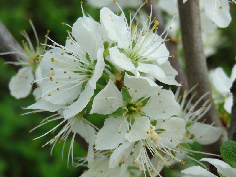 Die weißen Blüten der Haferschlehe (Prunus domestica insititia) im April