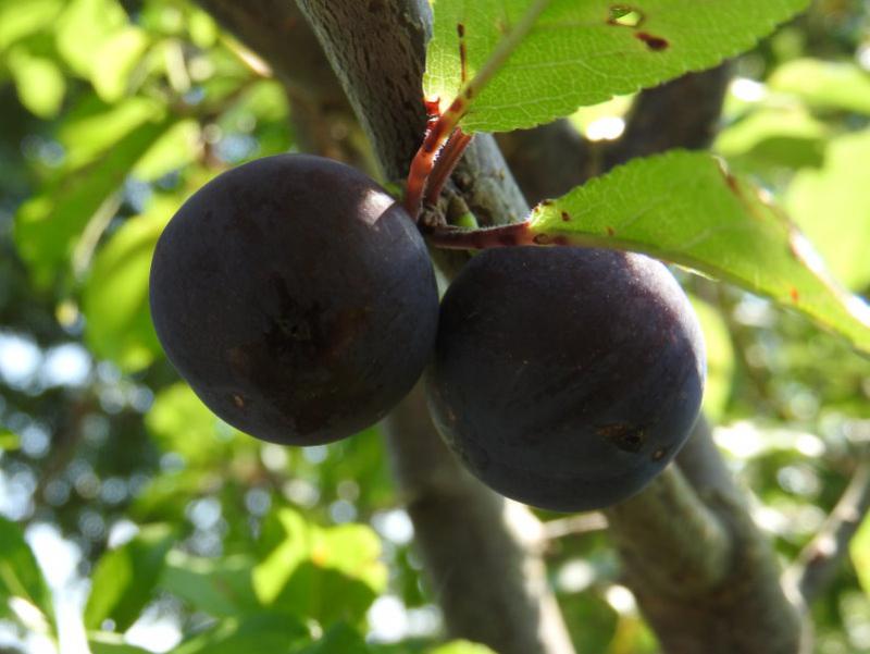 Die Haferschlehe - süße, essbare Früchte