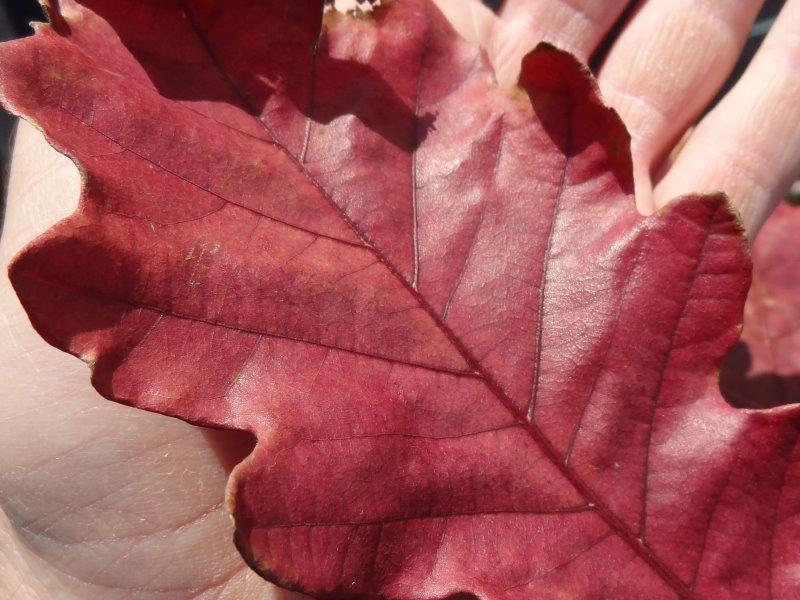 Quercus bicolor