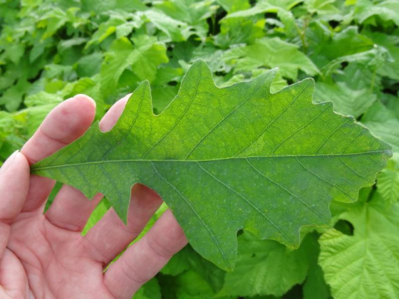 Quercus bicolor