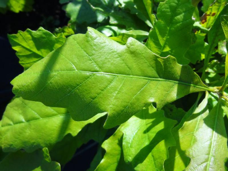 Quercus bicolor