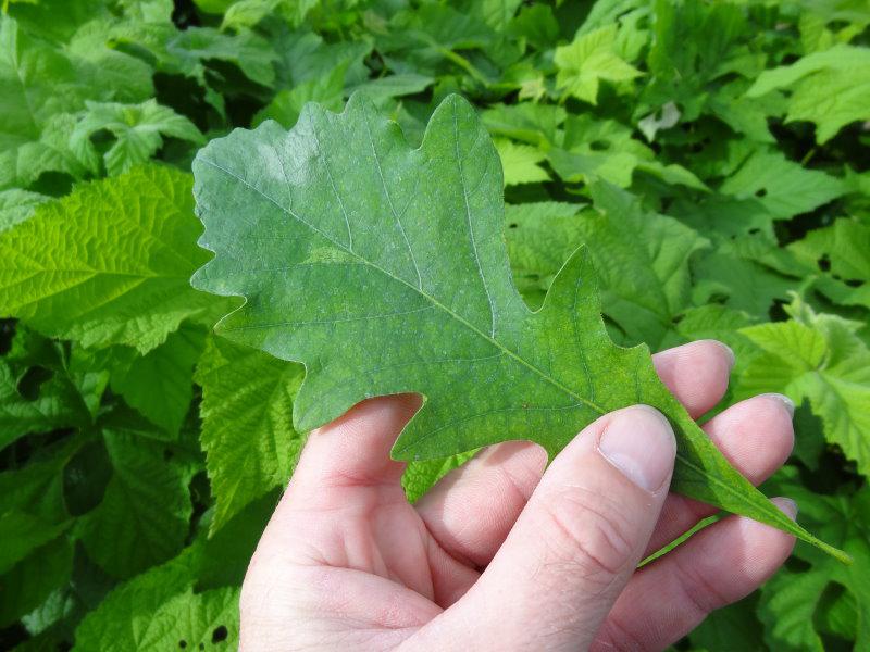Quercus bicolor