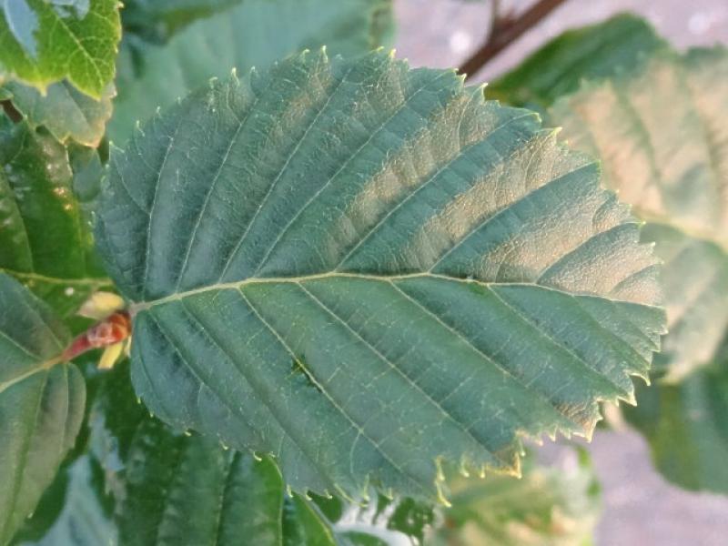 Sommerlaub von Carpinus betulus Lucas