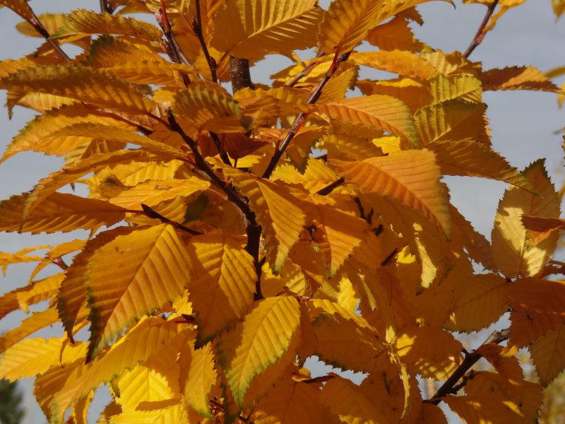 Carpinus betulus Lucas in prächtiger Herbstfärbung