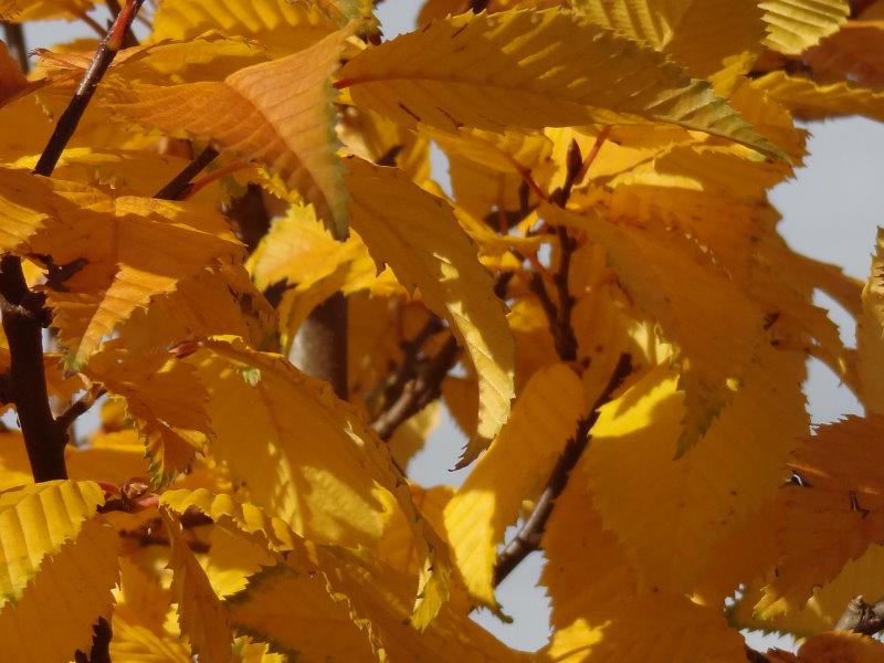 Schönes gelbes Herbstlaub bei Carpinus betulus Lucas