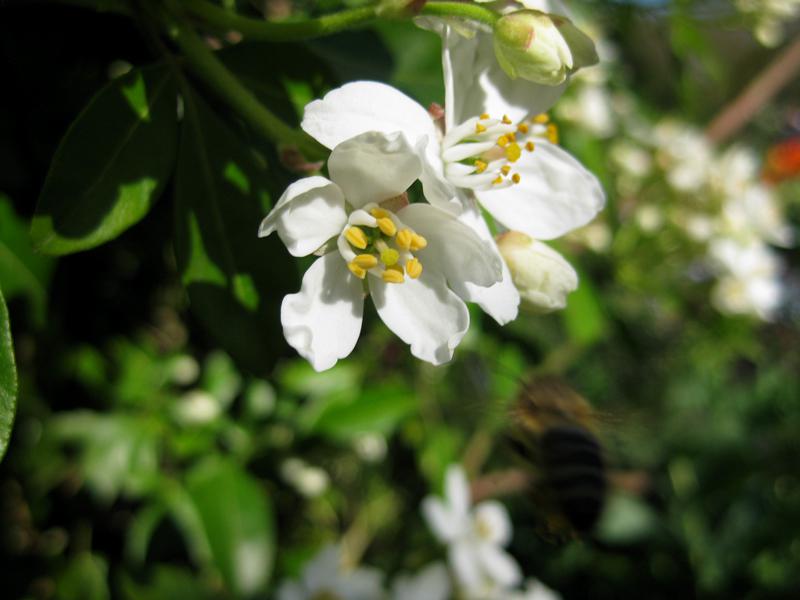 Nahaufnahme der weißen Blüten der Orangenblume