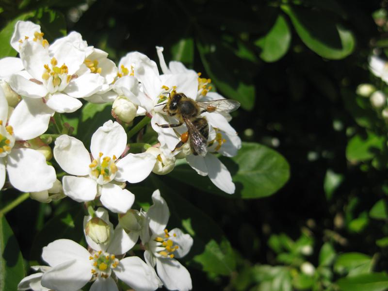 Biene auf der weißblühenden Orangenblume