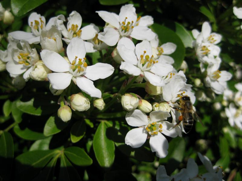 Die Blüten der Orangenblume bieten Nahrung für Bienen und andere Insekten.