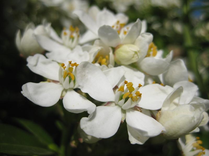 Hübsche Blüten der Orangenblume