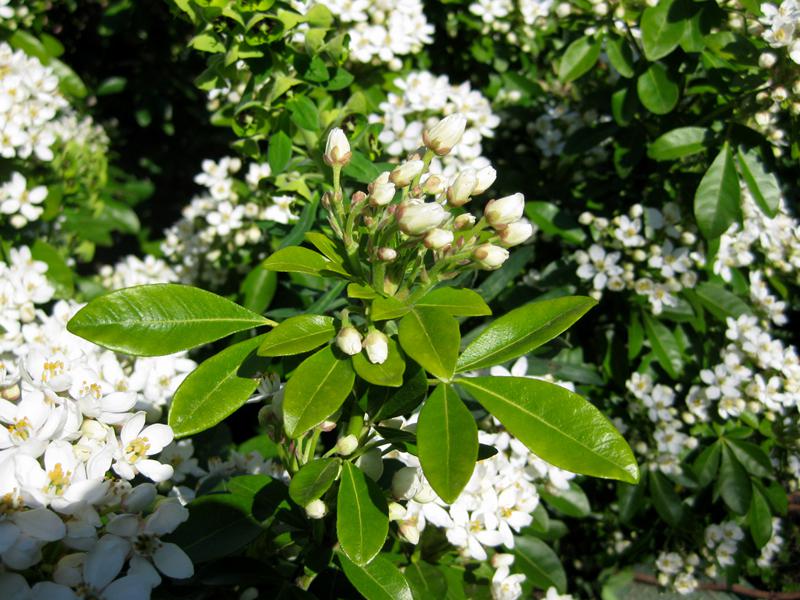 Knospen und dreigeteilte Blätter der Orangenblume