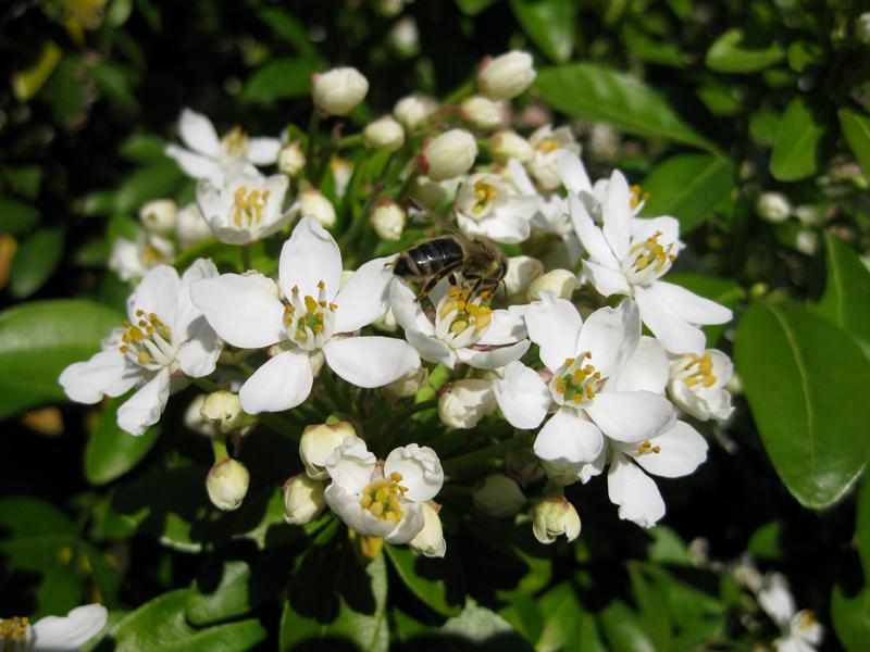 Weiße Trugdolde der Orangenblume