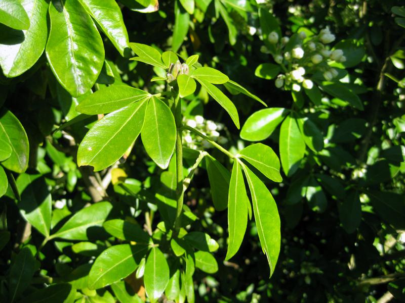 Hellgrüne Blätter der Orangenblume