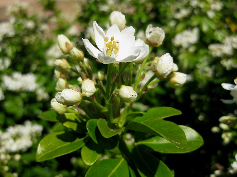 Wohlduftende Blüten der Orangenblume