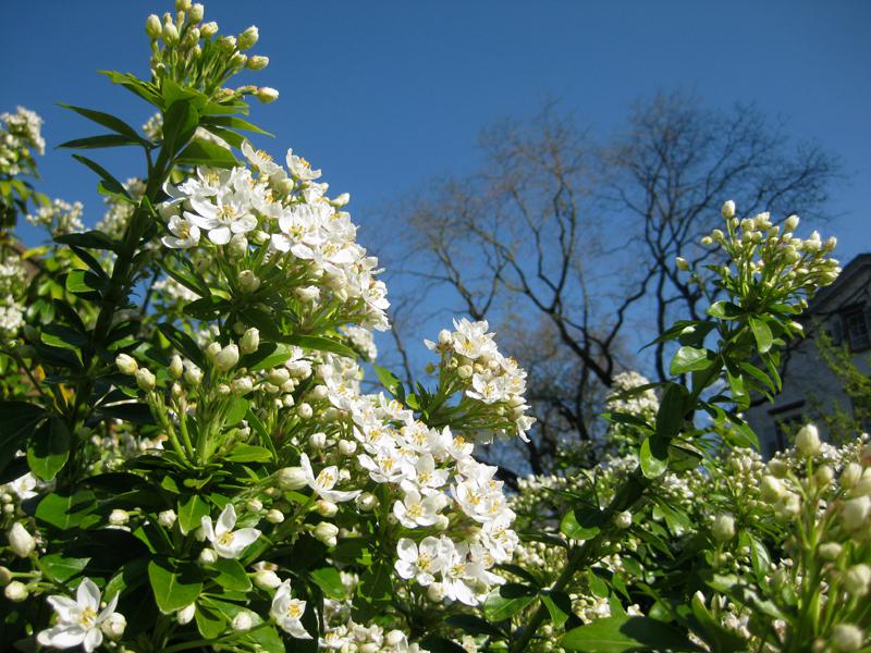 Schöner Kontrast - weiße Blüten der Orangenblume vor blauem Himmel