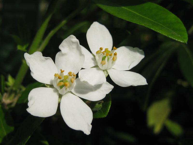 Weißblühende Orangenblume