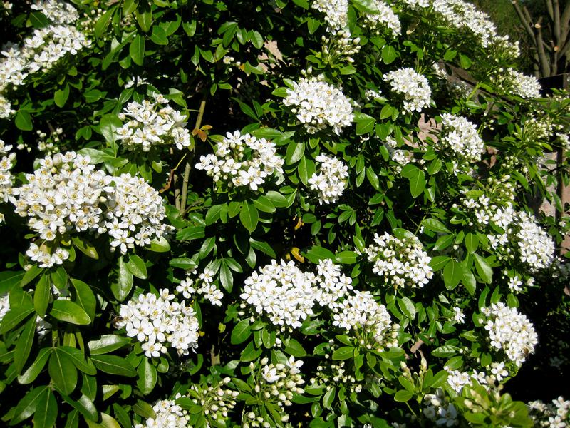 Die Orangenblume blühte mit rundlichen weißen Trugdolden.