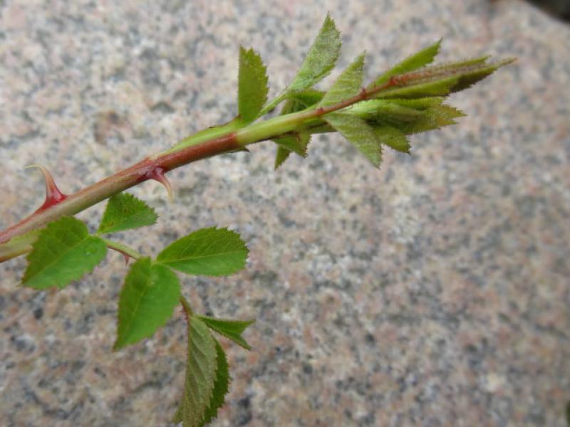 Triebspitze der Kleinblütigen Rose