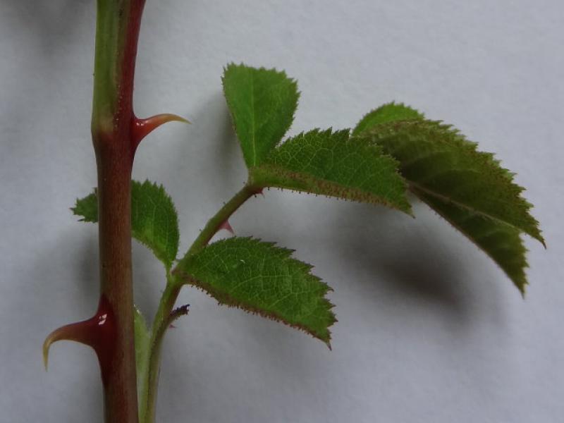 Blatt und hakenförmige Stacheln von Rosa micrantha