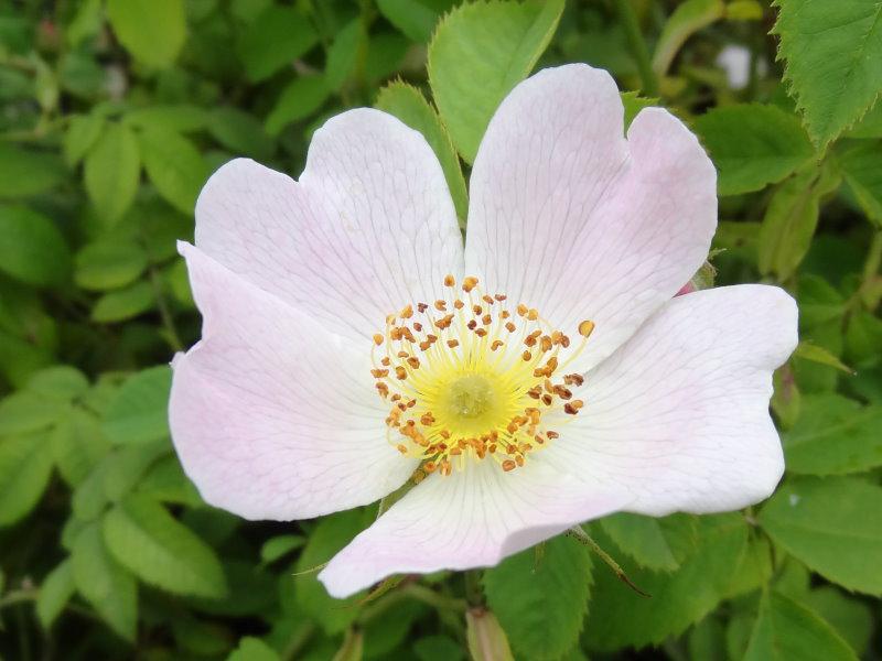 Blüte der weichblättrigen Rose