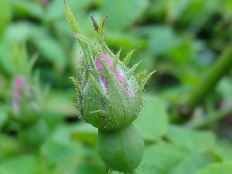 Blütenknospe der weichblättrigen Rose