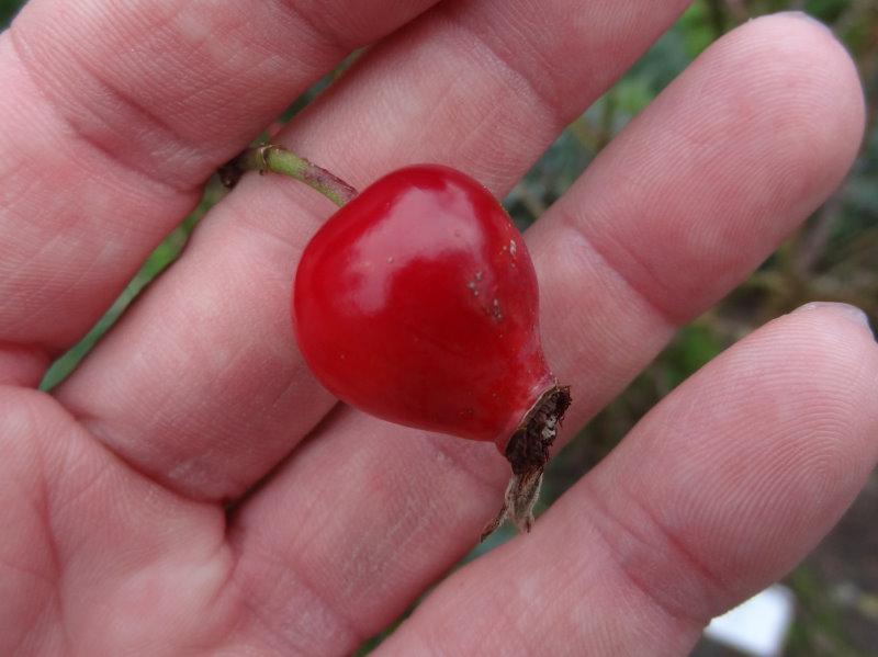 Hagebutte der Vogesenrose (Rosa vosagiaca)