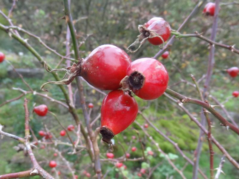Früchte von Rosa vosagiaca, Synonym Rosa dumalis (Vogesenrose)