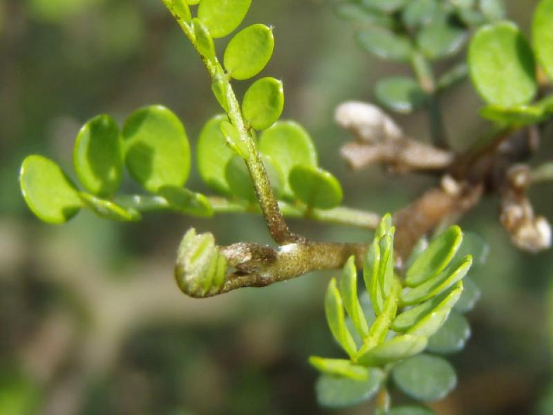 Schnurbaum Little Baby - frischer Austrieb