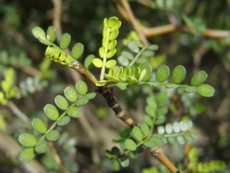 Sophora prostrata Little Baby, Triebspitze