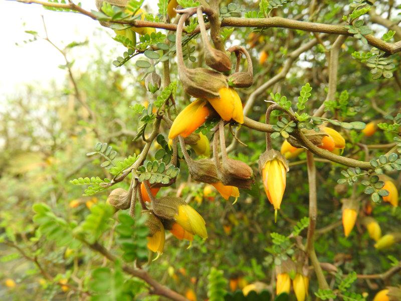 Sophora prostrata Little Baby blüht gelb.