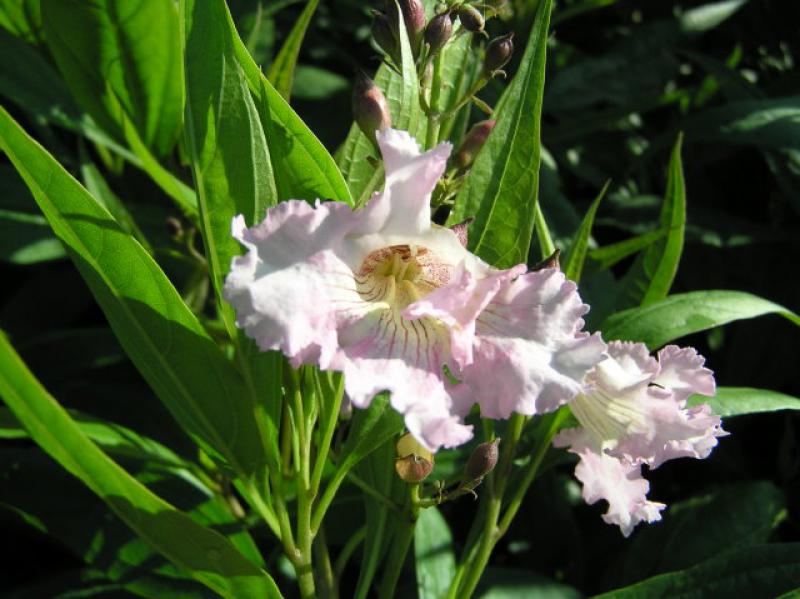 Trompetenbaum rosa- violette Blüte Baumoleander Chitalpa tashkentensis 40-60 