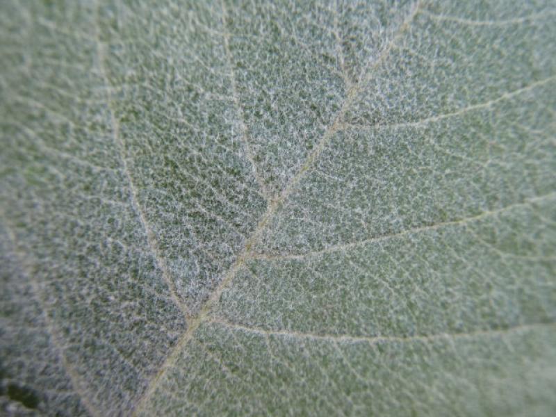 Blattoberfläche von Sorbus aria Lutescens