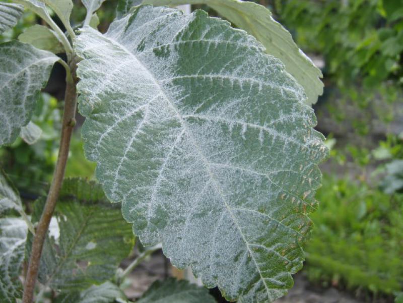 Sommerlaub bei Sorbus aria Lutescens