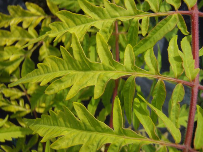 Rhus typhina Tiger Eyes besitzt attraktives gold-gelbes Laub