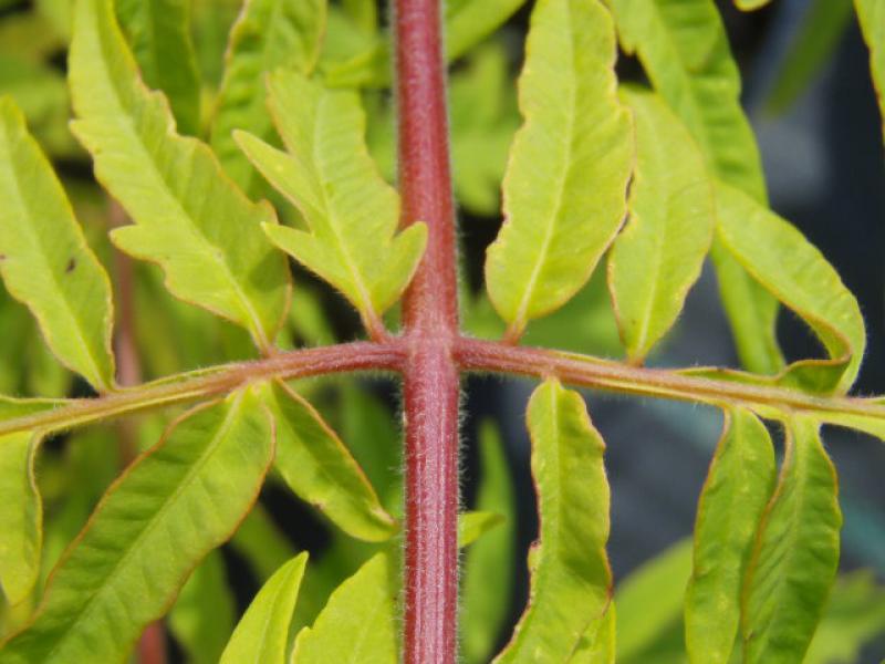 Das Blatt im Detail: Rhus typhina Tiger Eyes