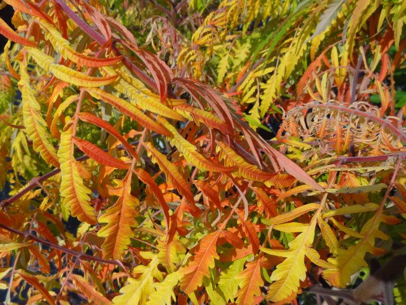 Rhus typhina Tiger Eyes in Herbstfärbung