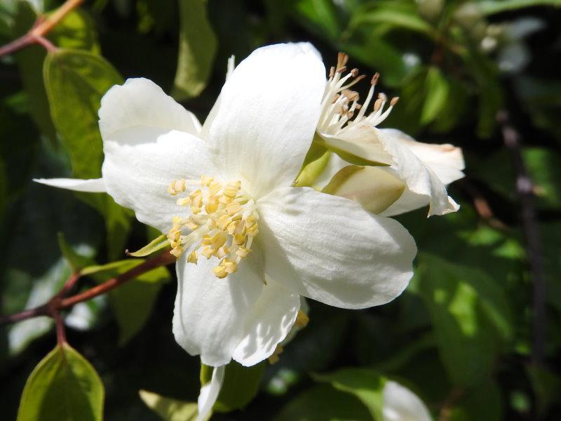 Weiße Blüten des amerikanischen Jasmins