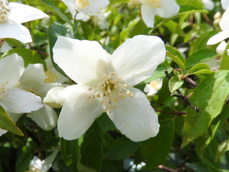 Der weißblühende Strauch Philadelphus lewisii