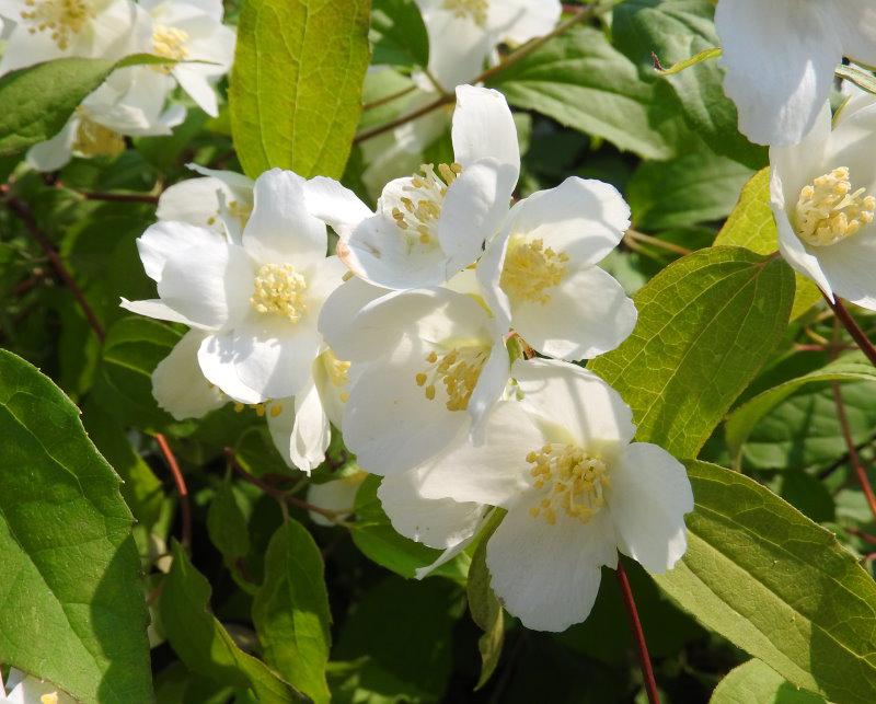 Amerikanischer Jasmin - weißblühender Zierstrauch mit duftenden Blüten