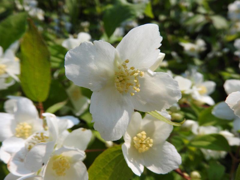 Amerikanischer Jasmin - große weiße Blüten im Frühsommer