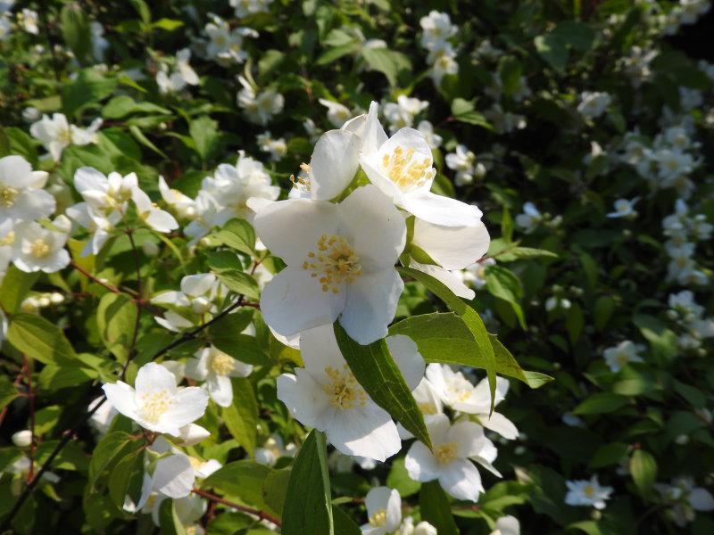 Amerikanischer Jasmin - duftender Zierstauch